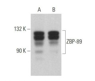 ZBP-89 Antibody (E-6) - Western Blotting - Image 359052 