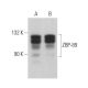 ZBP-89 Antibody (E-6) - Western Blotting - Image 359052 