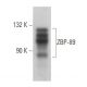 ZBP-89 Antibody (E-6) - Western Blotting - Image 359057 