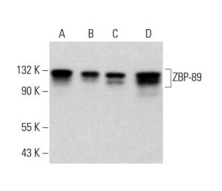 ZBP-89 Antibody (E-7) - Western Blotting - Image 381831 