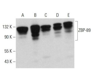western blotting image from recommended ZBP-89 (H-7) monoclonal antibody replacement. Image 381744