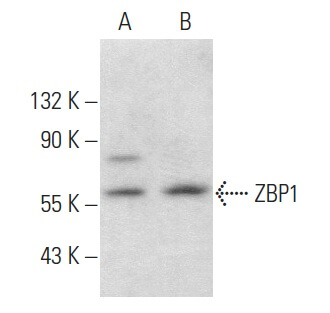 ZBP1 Antibody (H-9) | SCBT - Santa Cruz Biotechnology