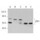 ZBP1 Antibody (H-9) - Western Blotting - Image 364003