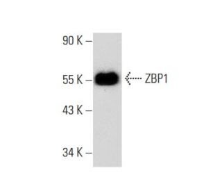ZBP1 Antibody (H-9) - Western Blotting - Image 133411The Double Nickase Plasmid features a U6 promoter for sgRNA expression, a 20 nt targeting sequence, and a gRNA scaffold to guide Cas9n. It includes a CBh promoter for Cas9n (D10A) and puromycin resistance, GFP for transfection verification, and nuclear localization signals (NLS). The 2A peptide allows co-expression of Cas9n and Puro from a single promoter, enabling precise genome editing with reduced off-target effects.