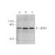 ZBTB1 Antibody (E-4) - Western Blotting - Image 344046 