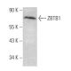 ZBTB1 Antibody (E-4) - Western Blotting - Image 368609