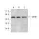 ZBTB1 Antibody (E-4) - Western Blotting - Image 376600 