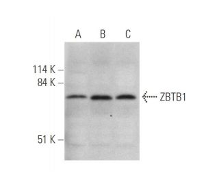 ZBTB1 Antibody (E-4) - Western Blotting - Image 344046