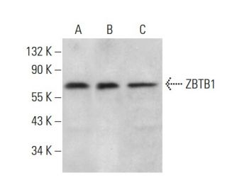 ZBTB1 Antibody (E-4) - Western Blotting - Image 376600