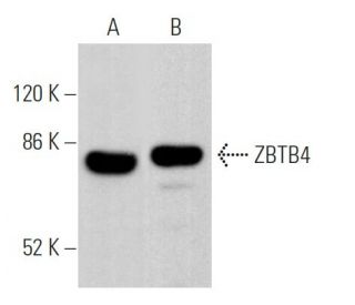 ZBTB4 Antibody (A-7) - Western Blotting - Image 368741 