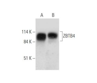 ZBTB4 Antibody (A-7) - Western Blotting - Image 333596Each CRISPR/Cas9 Knockout (KO) Plasmid product consists of a pool of 3 plasmids designed to ensure identification and cleavage of a specific gene for maximum knockout efficiency. Each plasmid encodes a unique 20 nt sequence derived from the GeCKO (v2) library.