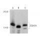 ZC3H7A Antibody (B-3) - Western Blotting - Image 387352 