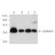 ZC3HAV1L Antibody (F-4) - Western Blotting - Image 333637 