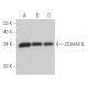 ZC3HAV1L Antibody (F-4) - Western Blotting - Image 368982