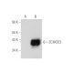 ZC3HDC3 Antibody (B-10) - Western Blotting - Image 344593