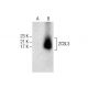ZCSL3 Antibody (E-3) - Western Blotting - Image 287614 