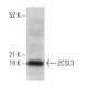 ZCSL3 Antibody (E-3) - Western Blotting - Image 370868