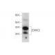 ZDHHC2 Antibody (C-2) - Western Blotting - Image 344477 