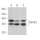 ZDHHC2 Antibody (C-2) - Western Blotting - Image 366078