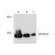 ZDHHC22 Antibody (C-5) - Western Blotting - Image 311734