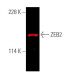 SIP1/ZEB2 Antibody (E-11) - Western Blotting - Image 375682 