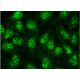 immunofluorescense image from recommended SIP1/ZEB2 (E-11)monoclonal antibody replacement. Image 145164