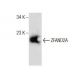 ZFAND2A Antibody (D-11) - Western Blotting - Image 281762 
