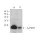 ZFAND2A Antibody (D-11) - Western Blotting - Image 371885 