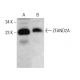 ZFAND2A Antibody (D-11) - Western Blotting - Image 384758