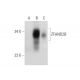 ZFAND2B Antibody (C-5) - Western Blotting - Image 314174