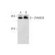 ZFAND2B Antibody (C-5) - Western Blotting - Image 326479 