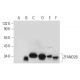 ZFAND2B Antibody (D-2) - Western Blotting - Image 300162 