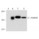 ZFAND2B Antibody (F-2) - Western Blotting - Image 300484