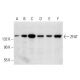 ZFAT Antibody (E-9) - Western Blotting - Image 300567 
