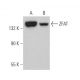 ZFAT Antibody (E-9) - Western Blotting - Image 371957