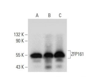 ZFP161 Antibody (C-4) - Western Blotting - Image 318437 