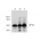 ZFP161 Antibody (C-4) - Western Blotting - Image 318437 