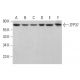 ZFP37 Antibody (15) - Western Blotting - Image 381259 