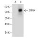 ZFP64 Antibody (F-3) - Western Blotting - Image 149622