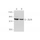 Zfp78 Antibody (B-12) - Western Blotting - Image 344516