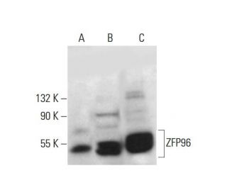 ZFP96 Antibody (G-6) - Western Blotting - Image 376628 