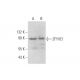ZFYVE1 Antibody (A-9) - Western Blotting - Image 344135