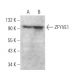 ZFYVE1 Antibody (A-9) - Western Blotting - Image 371943 
