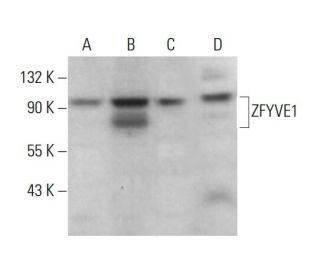 ZFYVE1 Antibody (A-9) - Western Blotting - Image 376428 