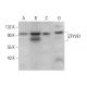 ZFYVE1 Antibody (A-9) - Western Blotting - Image 376428 