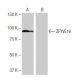 ZFYVE16 Antibody (1H6) - Western Blotting - Image 65101