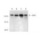 ZHX1 Antibody (E-6) - Western Blotting - Image 318064 