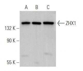 ZHX1 Antibody (E-6) - Western Blotting - Image 369366