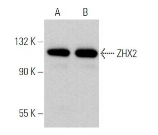 ZHX2 Antibody (D-2) - Western Blotting - Image 367438 