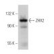 ZHX2 Antibody (D-2) - Western Blotting - Image 367441